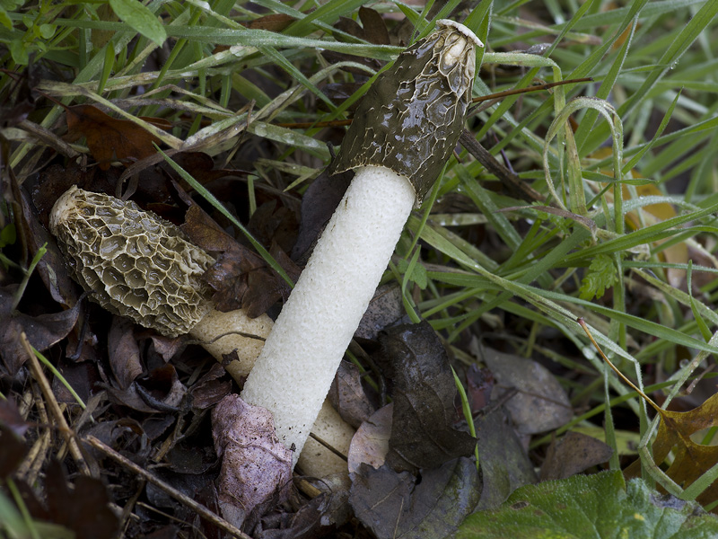 Phallus hadriani